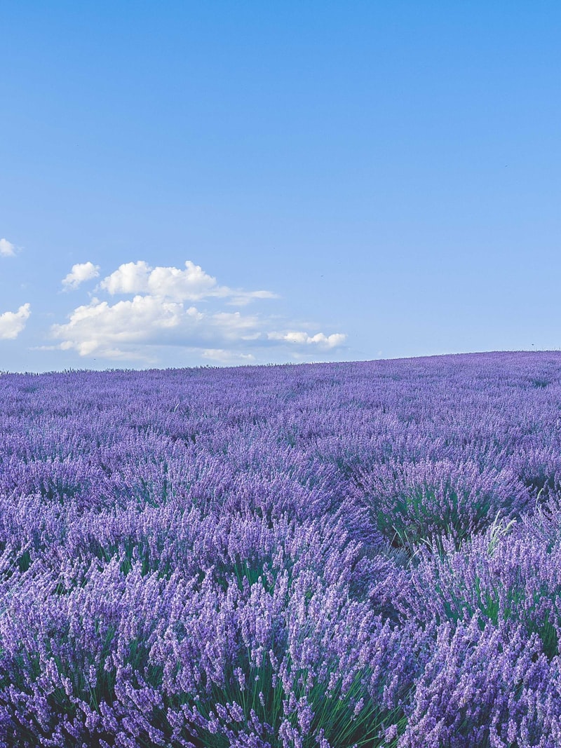 France — Lavender fields of Provence