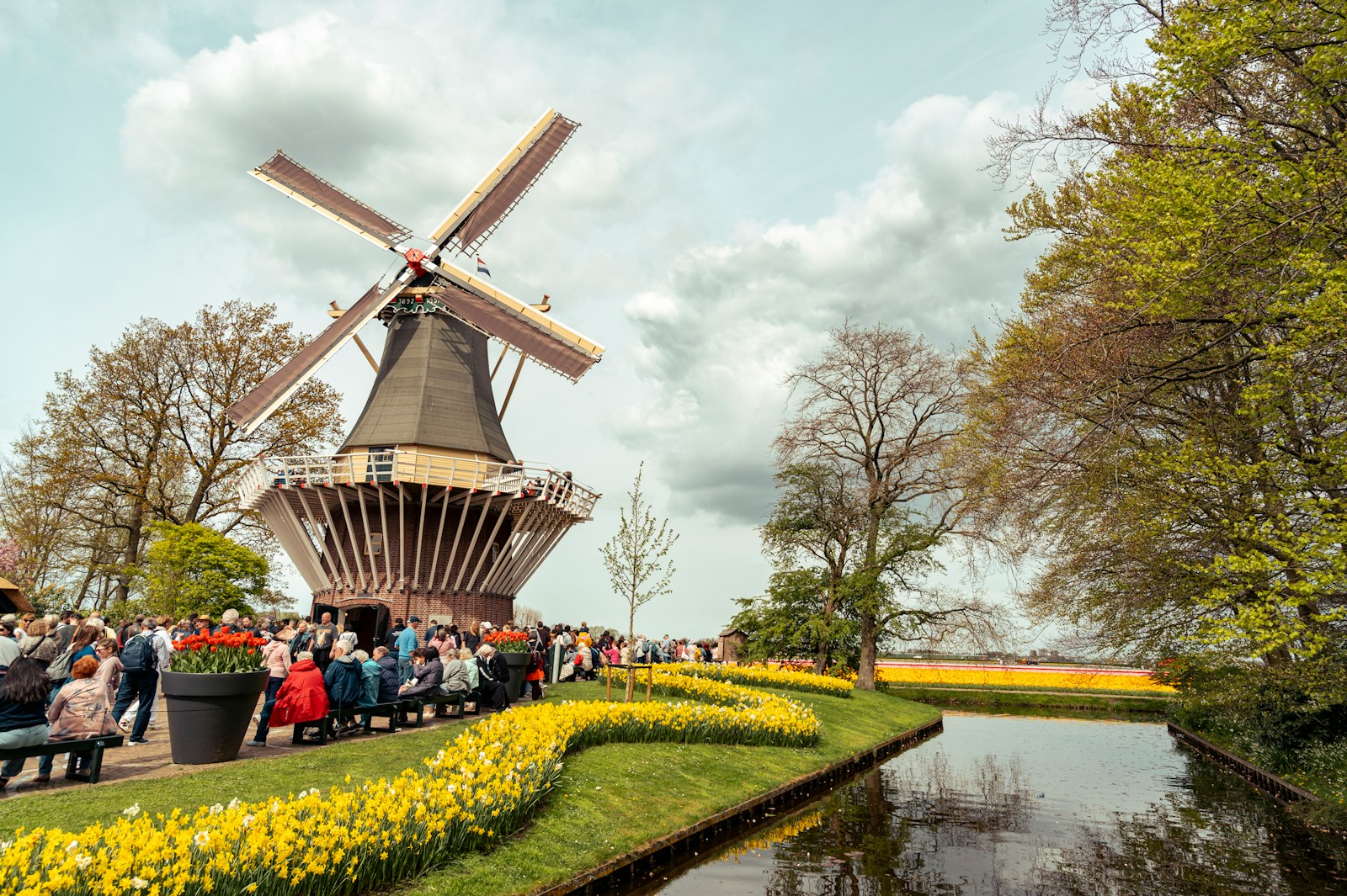 A windmill rising above fields of red and yellow tulips in full spring bloom, the Netherlands